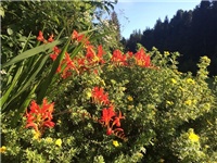 c9e5896f-20160803 krokosmija.jpg